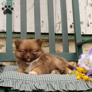 Brixton, Pomeranian Puppy